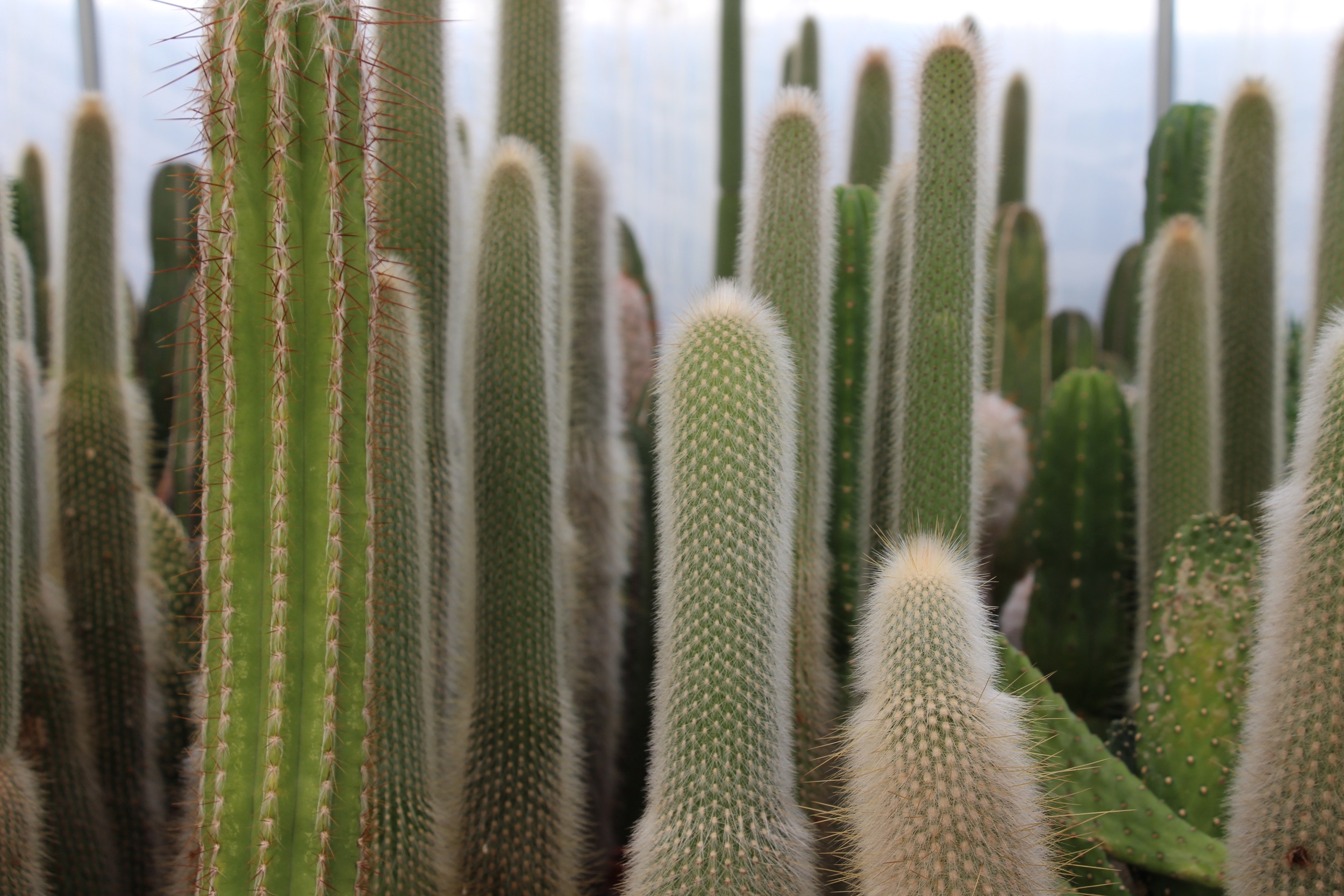 Rancho Vista Nursery in Vista, California. Quality cactus and succulents sold wholesale to the trade and public.